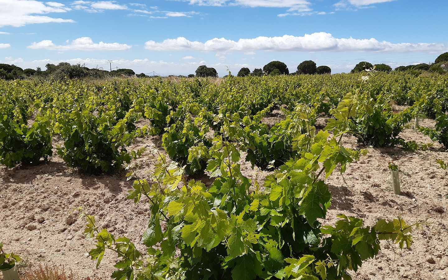 Viñas de la Bodega Las Moradas de Sán Martín - ©Comunidad de Madrid